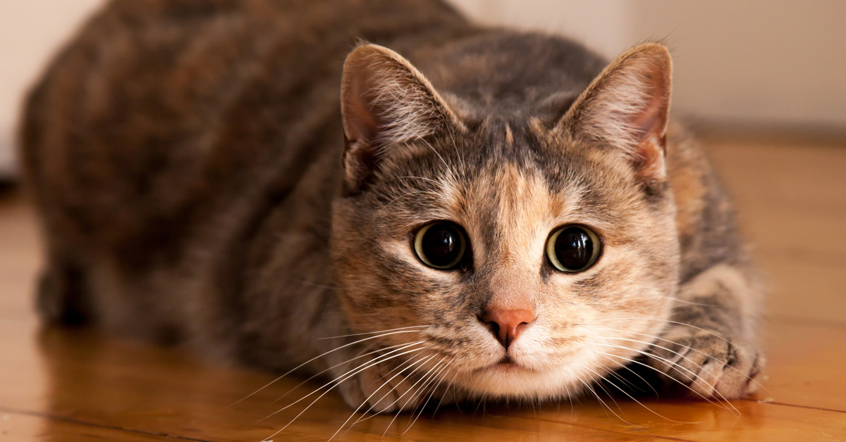Washington hizo el censo de gatos más exhaustivo del mundo