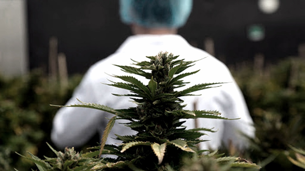 Mendoza es la primera provincia en reglamentar el cultivo de cannabis para uso medicinal