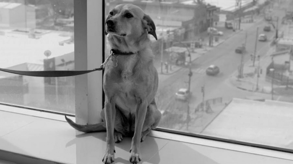 «El perro que no calla», de Ana Katz, fue premiada en el Festival de Cine de Rotterdam