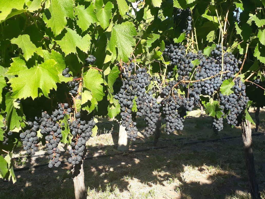 Cosecha de uva récord en Villa Casa de Piedra