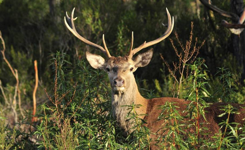 Comenzó temporada de avistaje de ciervos en brama en el Parque Luro
