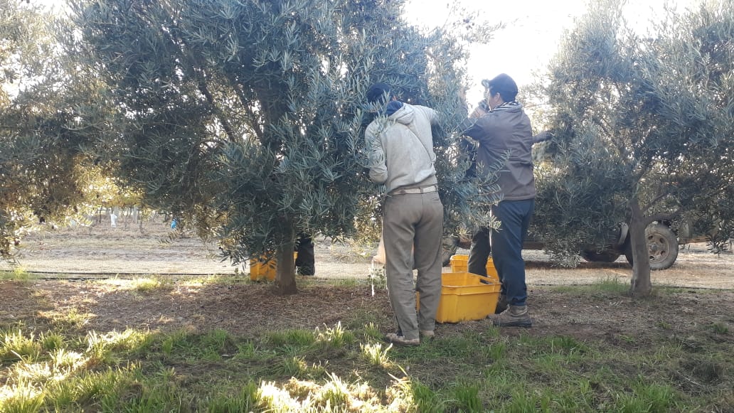 Excelente cosecha de olivos en la Chacra Experimental de Casa de Piedra