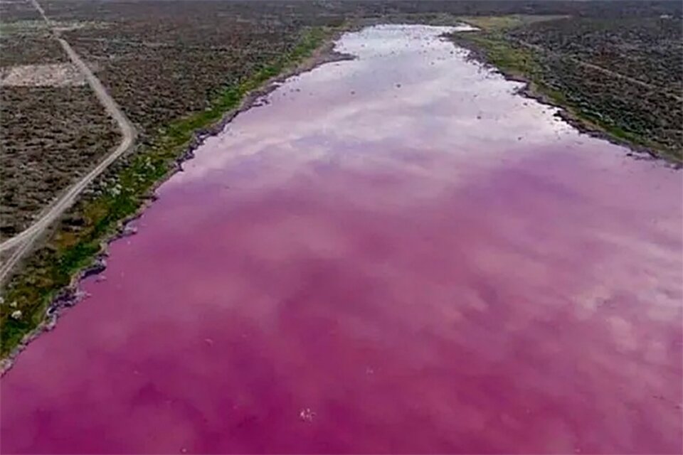 Una laguna se “tiñó” de rosa en Chubut y generó preocupación