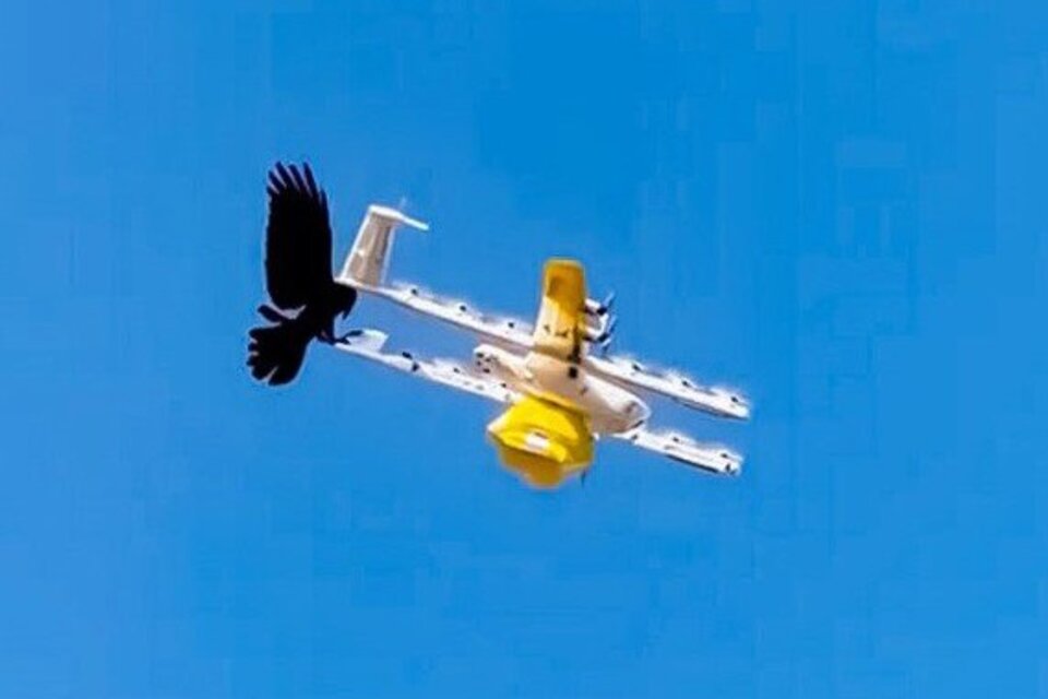 Australia: un delivery de drones suspendió sus servicios tras ser atacado por pájaros