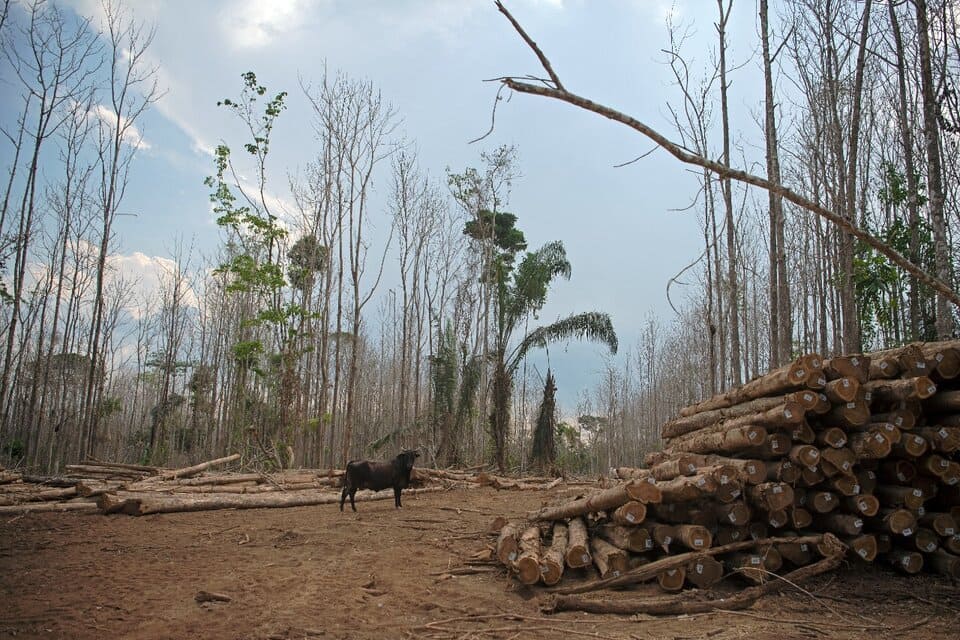 Brasil alcanzó un nuevo récord de deforestación
