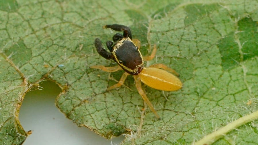 «Patoruzito», la nueva especie de araña descubierta en Misiones
