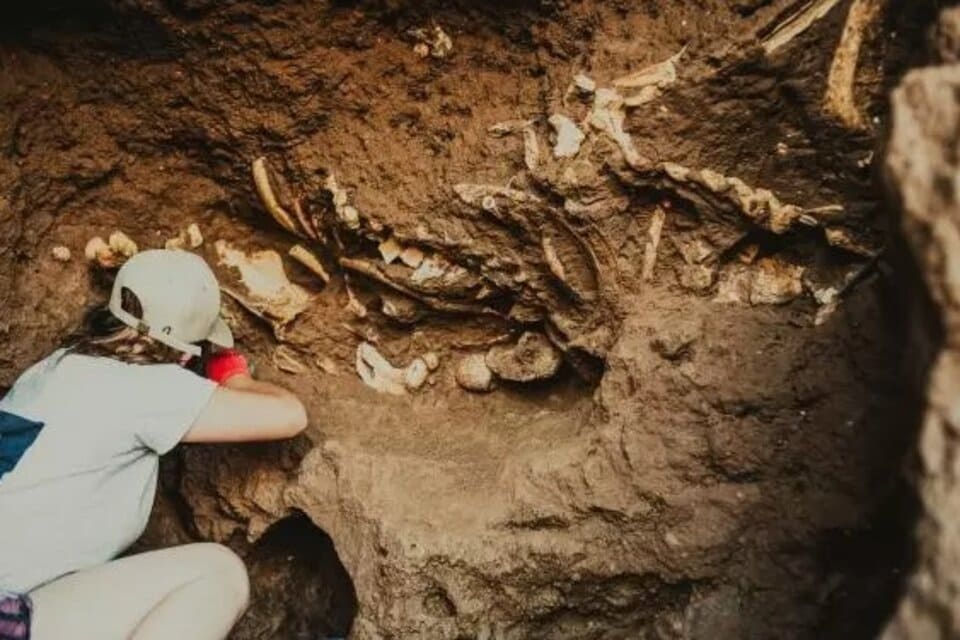 Hallaron restos fósiles de perezosos terrestres en Mar del Plata  