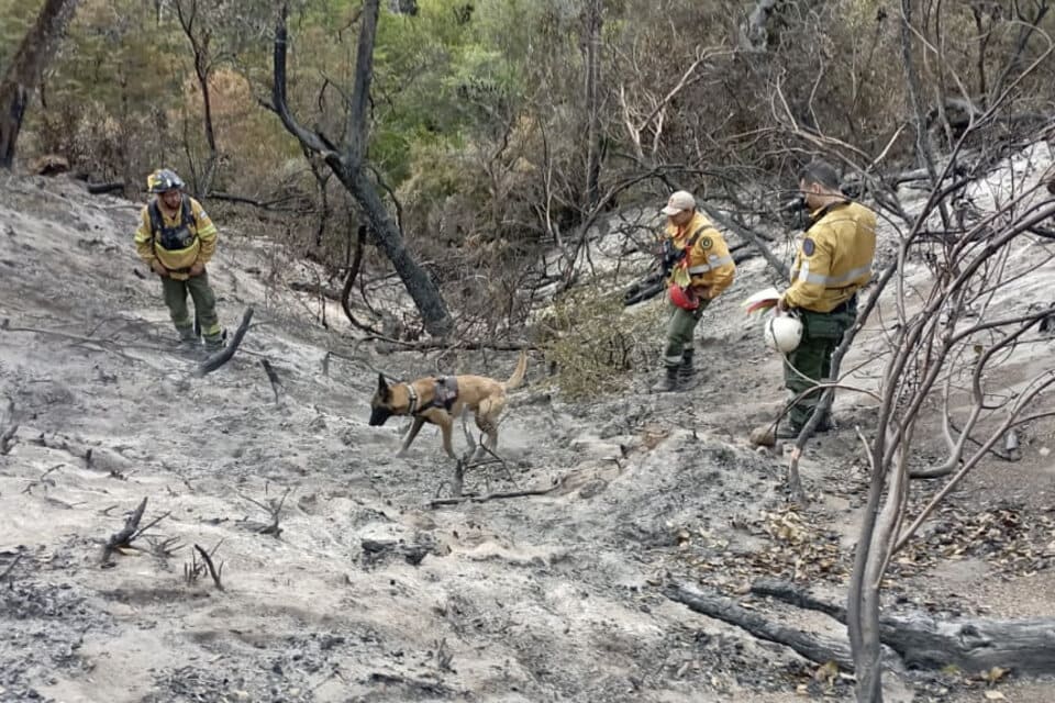 Patagonia en llamas: los diferentes tipos de incendios forestales y su impacto en el medio ambiente