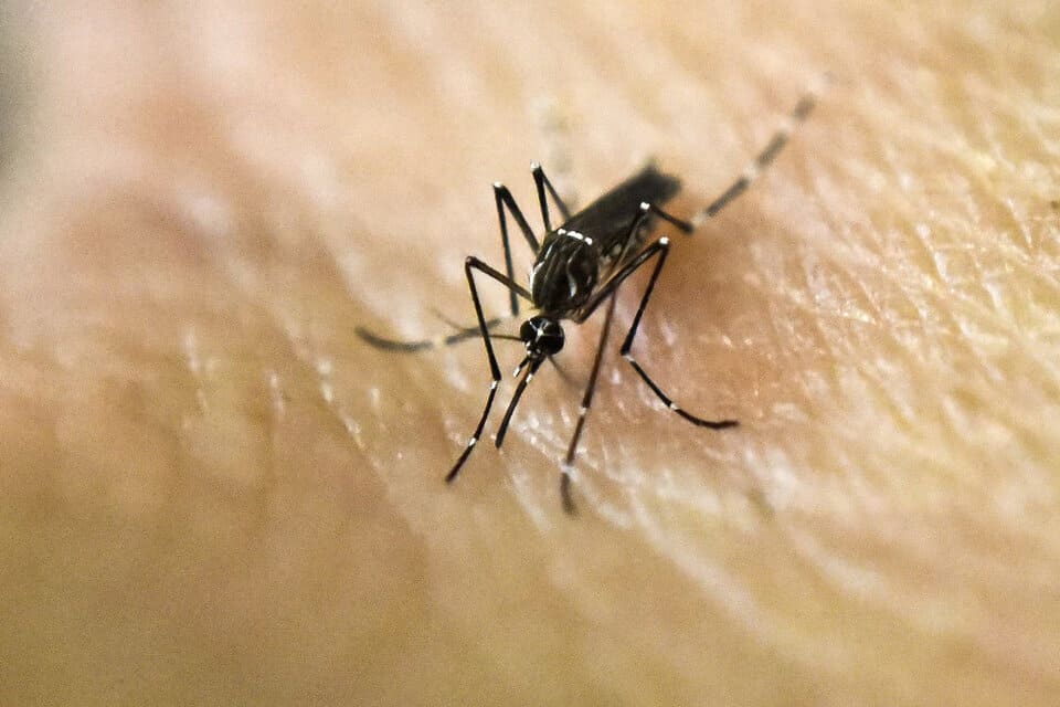 Los casos de dengue ascienden a 300 en La Pampa